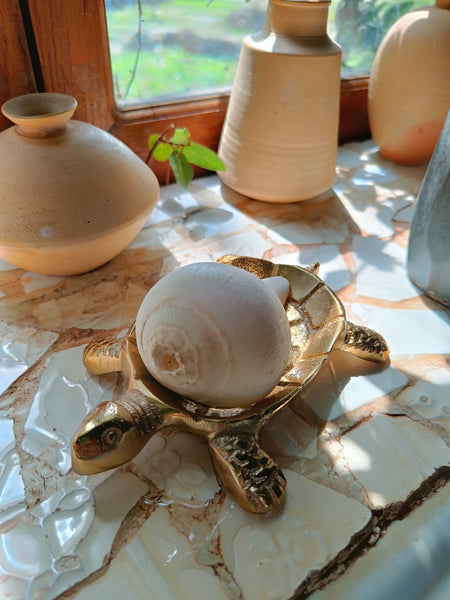 Tortoise Dish