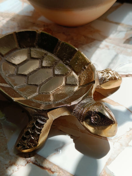 Tortoise Dish