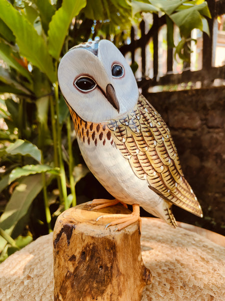 Brown Owl