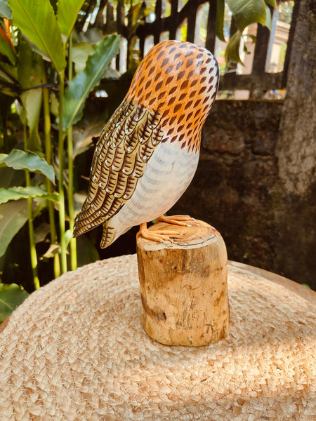 Brown Owl