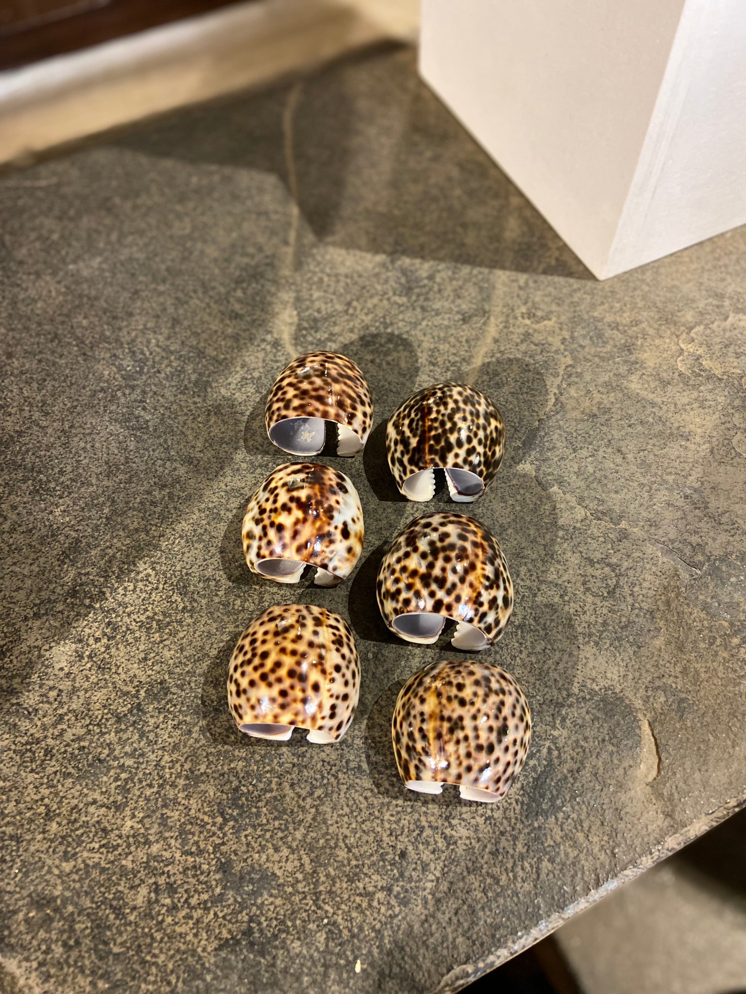 Tiger Cowrie Napkin Ring