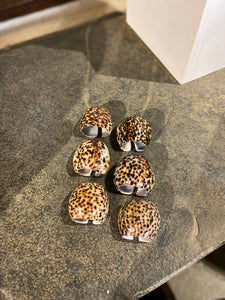 Tiger Cowrie Napkin Ring